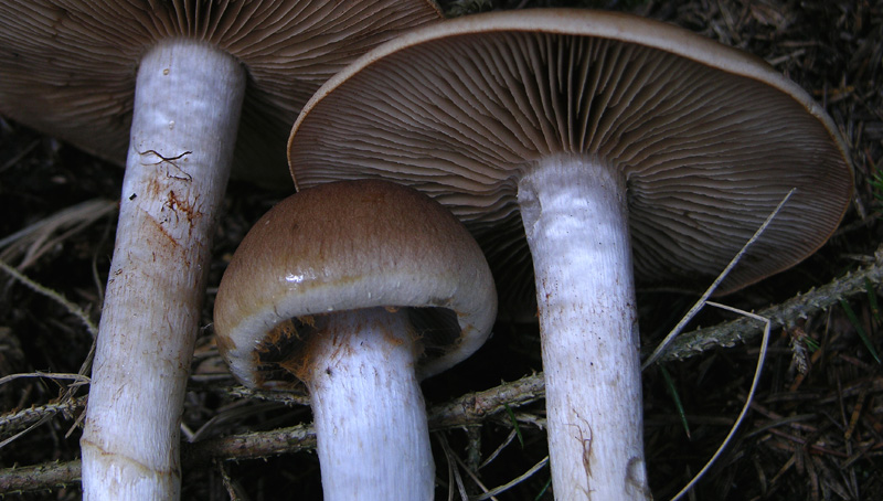 Alcuni Cortinarius.